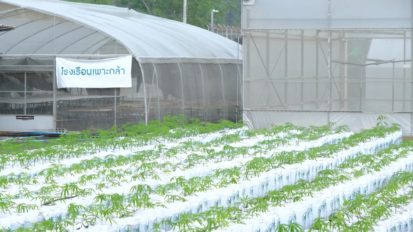 เฝ้าระวังกัญชาในกลุ่มเยาวชน ป้องกันการยกระดับพฤติกรรมไปเสพยาเสพติด