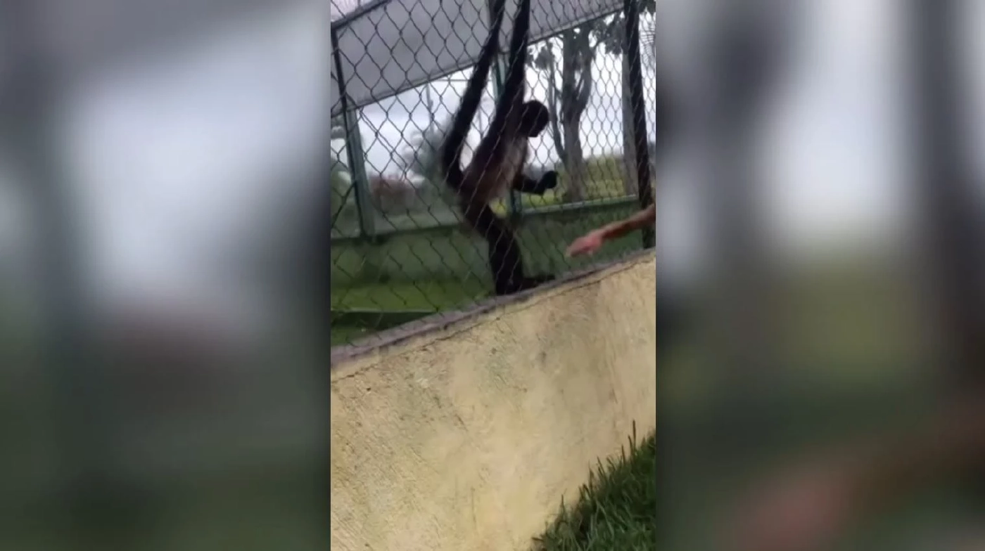 ชาวโซเชียลแชร์คลิปเด็กก่อกวนลิง แต่ลิงสู้กลับ