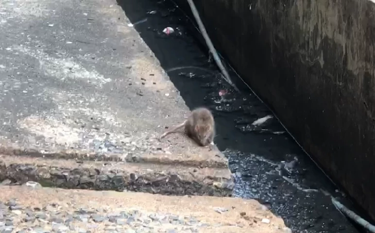 ไม่ง่าย 1 สัปดาห์จับหนูแฟลตดินแดงตั้ง 118 ตัว ชาวบ้านรับจัดการไม่ง่าย