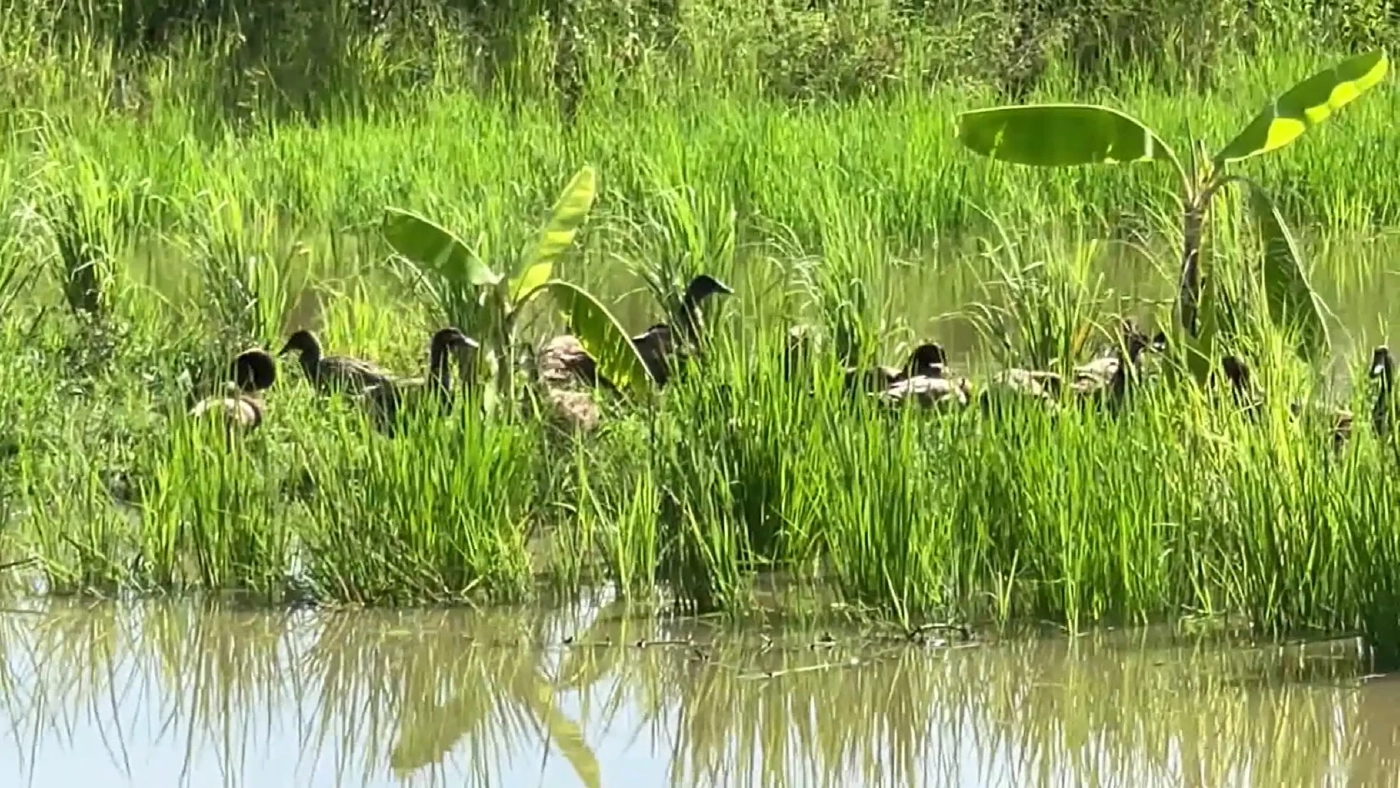 เด็กเดินตามเป็ดตกน้ำ