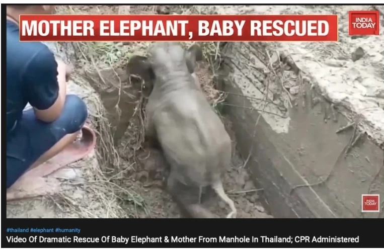 สื่อต่างชาติให้ความสนใจภารกิจช่วยช้างป่าแม่ลูกจากท่อน้ำ