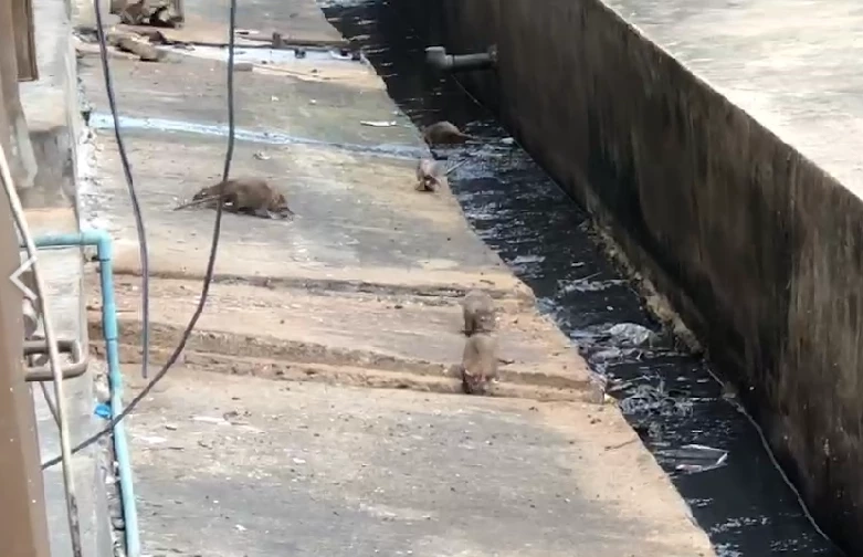 กองทัพหนูท่อบุกแฟลตดินแดงจากปัญหาความสกปรกและเสื่อมโทรม