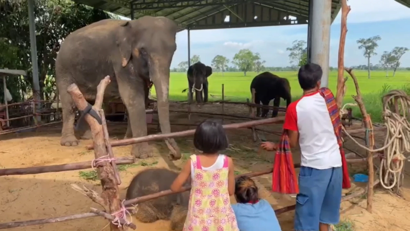 โซเชียลฮือฮา นักเรียนหญิง อายุ 11 ปี ขึ้นหลังช้างไปโรงเรียน