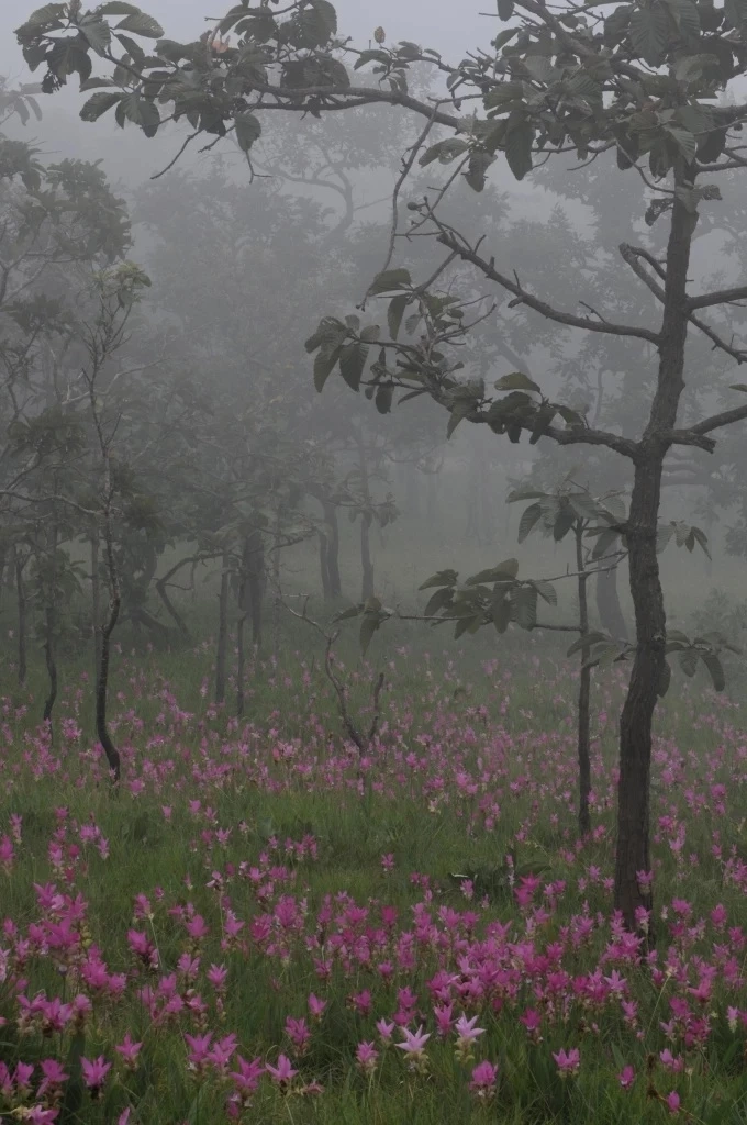 เปิดโปรแกรม หน้าฝนเที่ยวที่ไหนดี ชี้ 5 ที่ท่องเที่ยวสุดฟิน ควรไปสักครั้ง