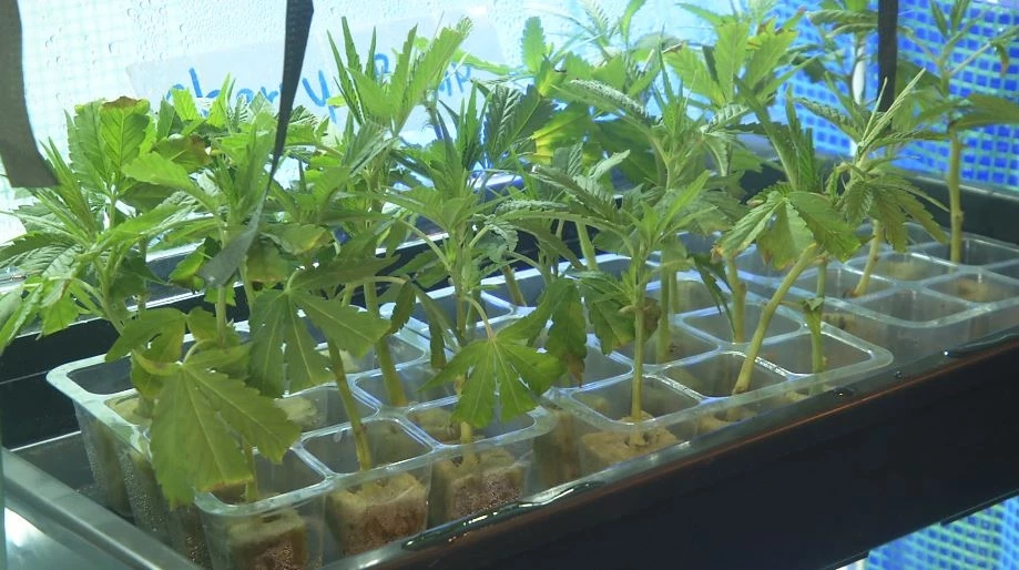 เฝ้าระวังกัญชาในกลุ่มเยาวชน ป้องกันการยกระดับพฤติกรรมไปเสพยาเสพติด