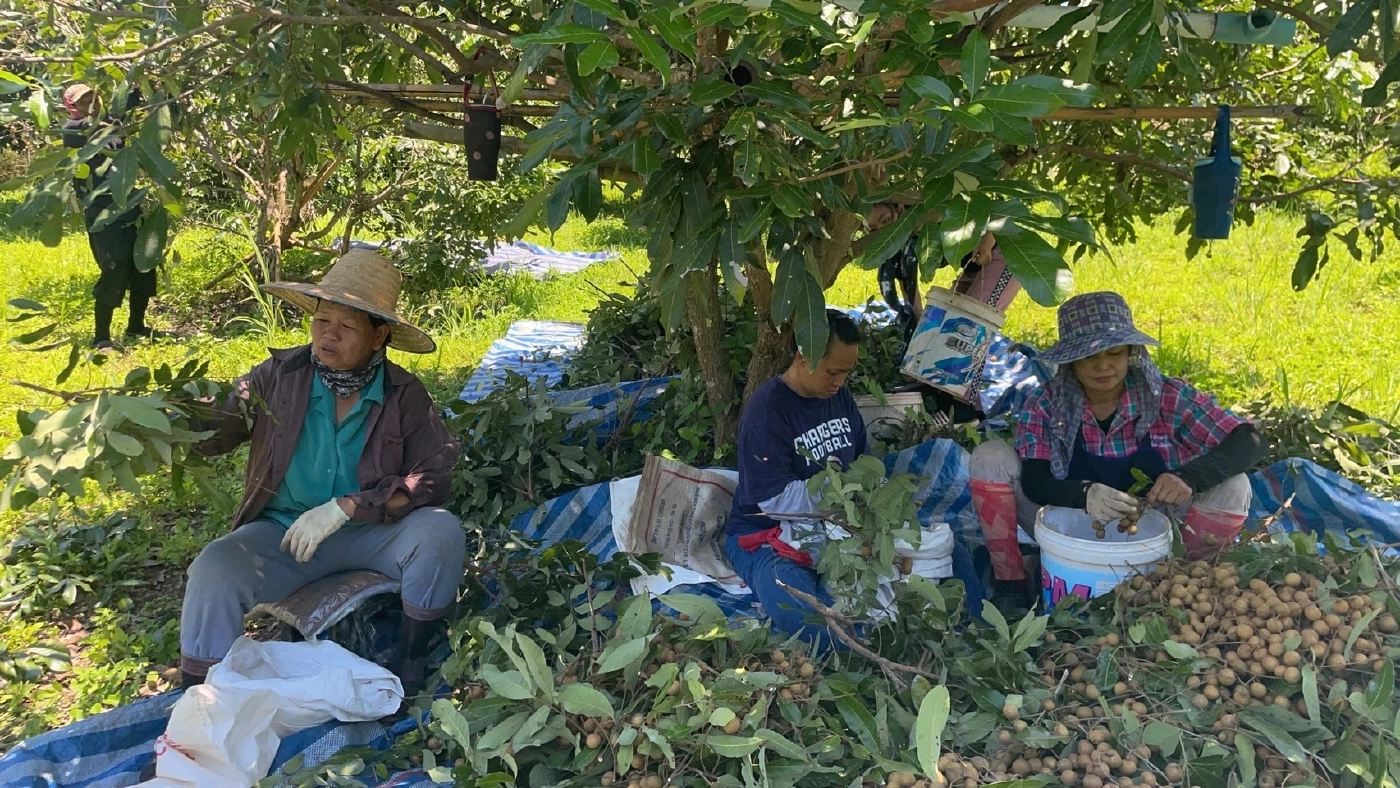 ชาวสวนลำไยเครียด เผาต้นลำไยทิ้งประชดราคาดิ่งเหว