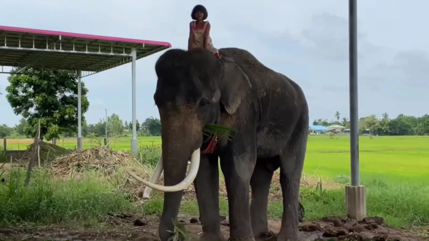 โซเชียลฮือฮา นักเรียนหญิง อายุ 11 ปี ขึ้นหลังช้างไปโรงเรียน
