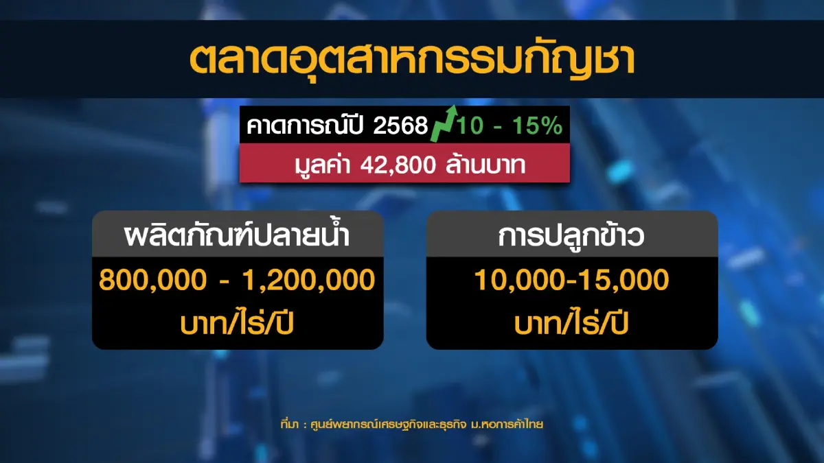 คาดตลาด 'กัญชา-กัญชง' พุ่งทะลุ 4.2 หมื่นล้าน