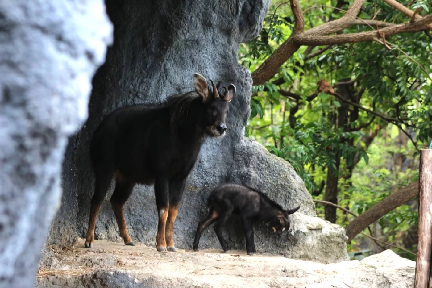 เชียงใหม่ไนท์ซาฟารี เปิดตัวสมาชิกใหม่ "ลูกเลียงผา" เพศเมีย