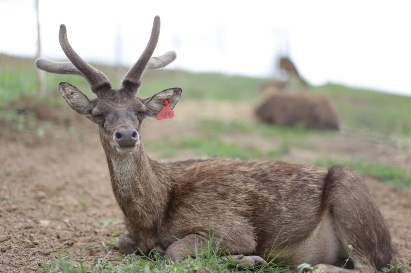 หลังคลายล็อกโควิด-19 การท่องเที่ยวพิษณุโลกกลับมาคึกคัก ช่วงหยุดยาว 5 วัน