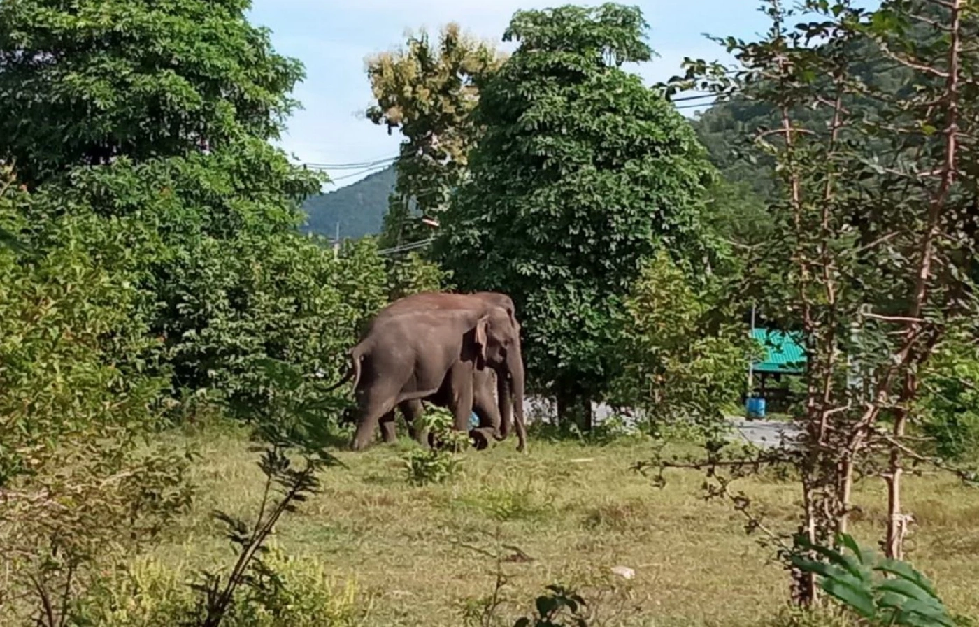 เตือนผู้ใช้ถนน 3199 กาญจนบุรี ระวังช้างป่าสุดดื้อ ออกจากป่าเข้าพื้นที่ ปชช.