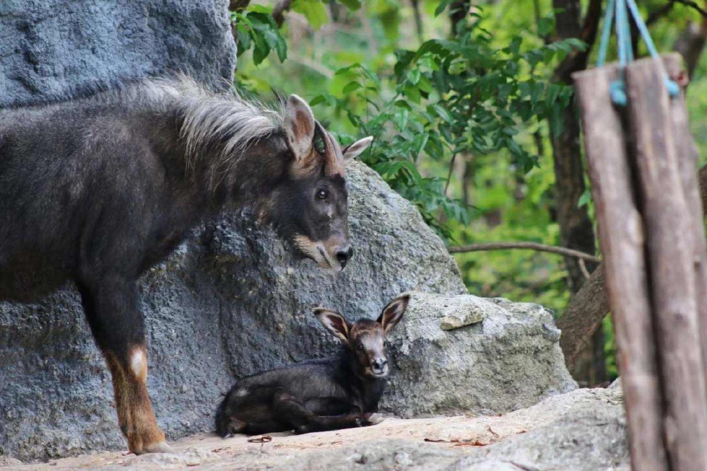 เชียงใหม่ไนท์ซาฟารี เปิดตัวสมาชิกใหม่ "ลูกเลียงผา" เพศเมีย