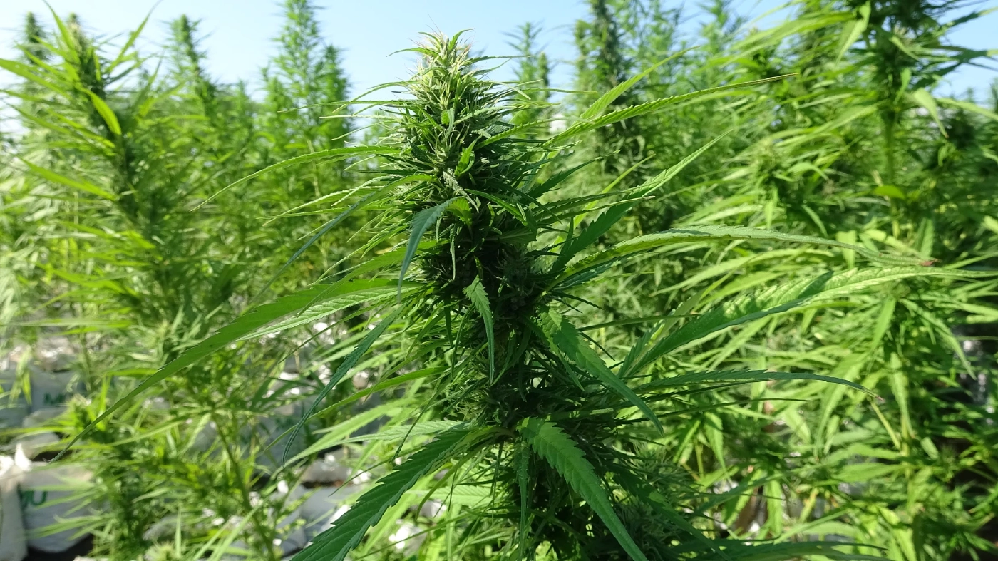 เฝ้าระวังกัญชาในกลุ่มเยาวชน ป้องกันการยกระดับพฤติกรรมไปเสพยาเสพติด