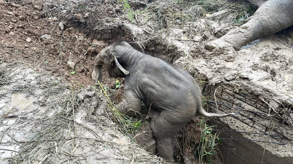 นาทีชีวิตช่วยแม่-ลูกช้างป่าตกท่อระบายน้ำรีสอร์ท นครนายก