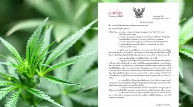 “ปลัดกระทรวงมหาดไทย” ลงนามหนังสือด่วนที่สุด คุมเข้ม 7 แนวทางปฏิบัติการใช้กัญชา – กัญชง