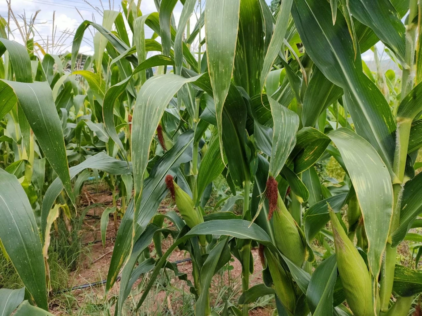 เปิดผลสำรวจ "ข้าวโพดเลี้ยงสัตว์" การผลิตจากปัจจัยรุมเร้า