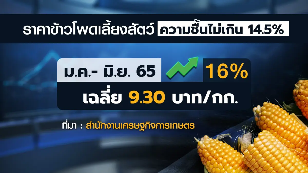 ครึ่งปีแรกข้าวโพดเลี้ยงสัตว์ราคาพุ่ง 9.30 บาท/กก.