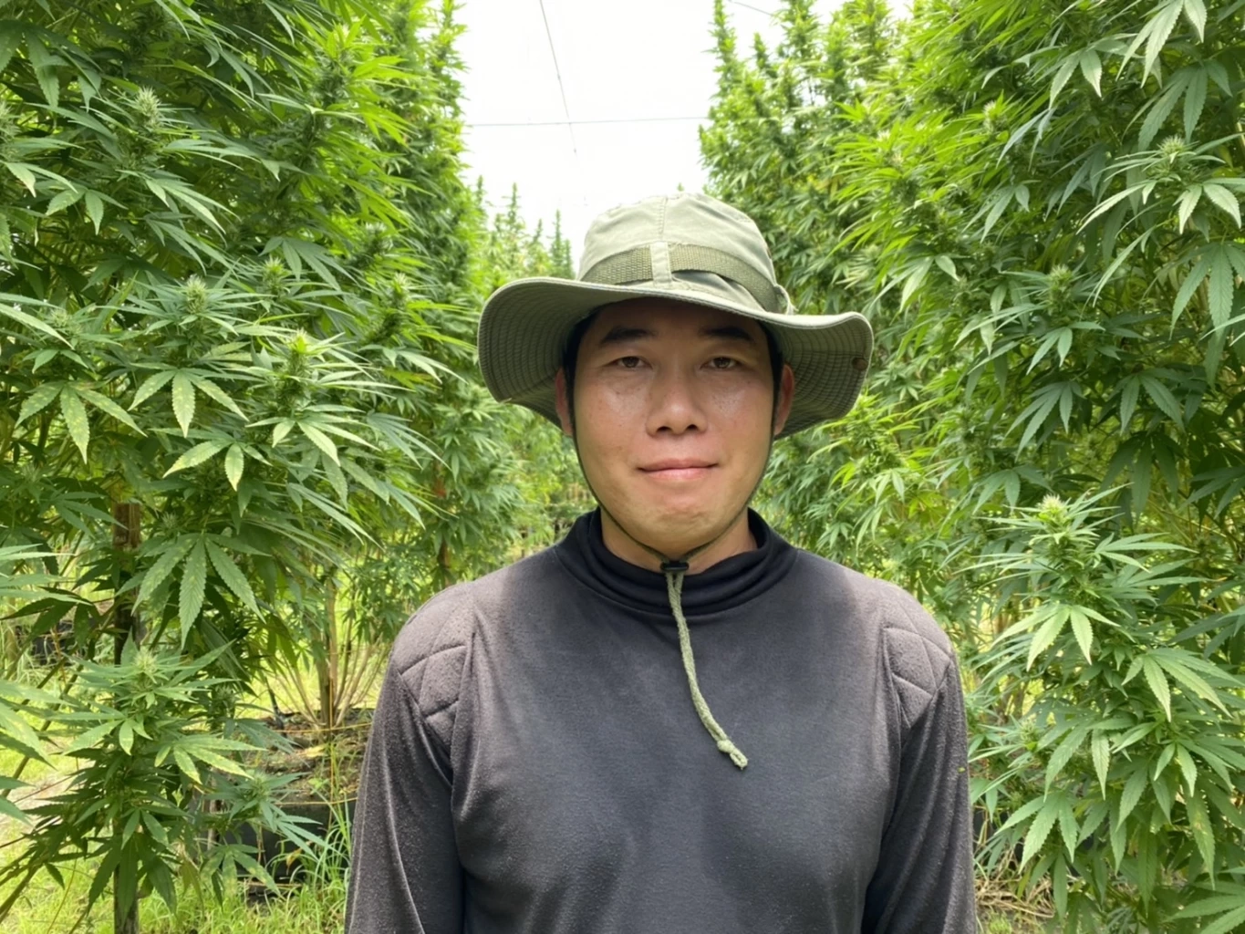 นักวิจัยชี้"กัญชาไฟฟ้า"ส่อผิดกฎหมาย