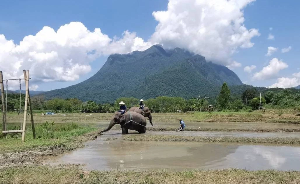 จ้างช้างไถนาค่าตัวเชือกละ1.5หมื่นบาท