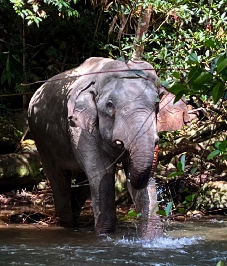 พลายเดี่ยวหลับโฉมใหม่ไร้งา