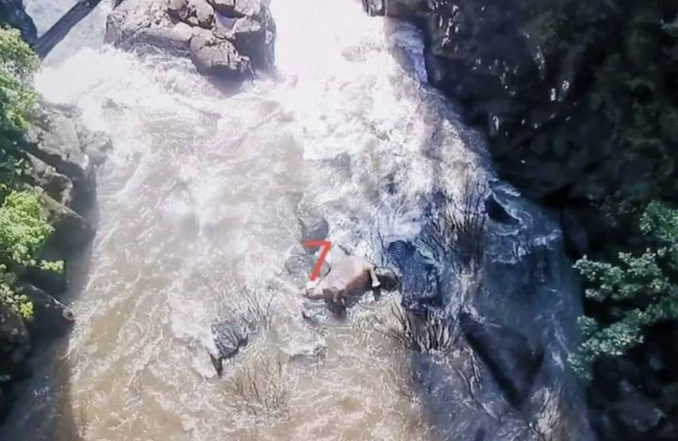 ย้อนโศกนาฏกรรม “ช้างป่าตกเหวนรก” เหตุสลดซ้ำรอยทำช้างตายกว่า 27 ตัว