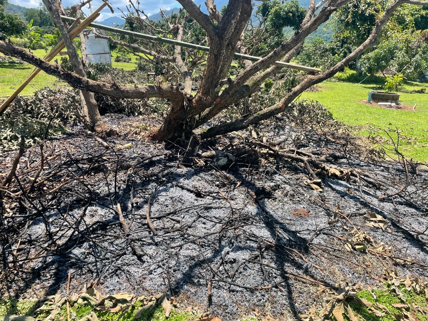 ชาวสวนลำไยเครียด เผาต้นลำไยทิ้งประชดราคาดิ่งเหว