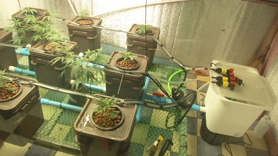 เฝ้าระวังกัญชาในกลุ่มเยาวชน ป้องกันการยกระดับพฤติกรรมไปเสพยาเสพติด