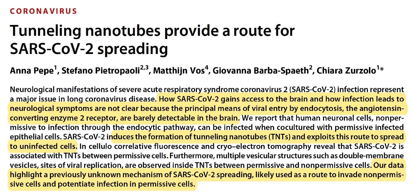 หมอธีระ เตือน "โอมิครอน" ติดเชื้อซ้ำง่าย แพร่จากเซลล์สมองไปได้ทั่วร่างกาย