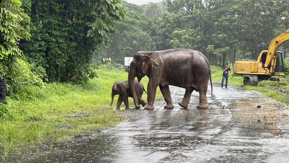นาทีชีวิตช่วยแม่-ลูกช้างป่าตกท่อระบายน้ำรีสอร์ท นครนายก