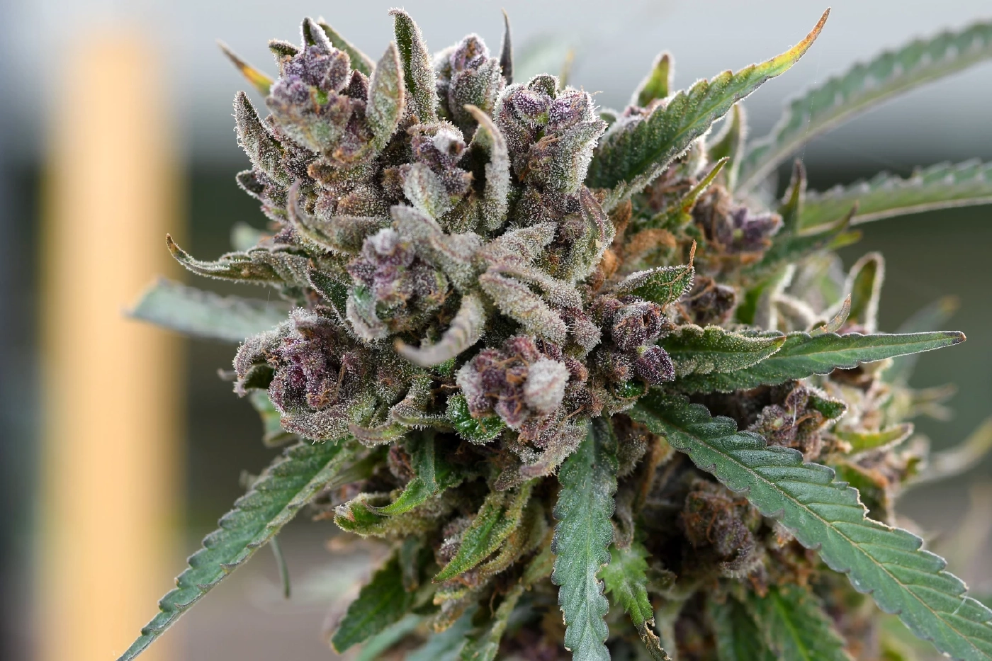 ส่องช่อดอกกัญชาฝีมือคนไทยกิโลกรัมละ1ล้านบาท