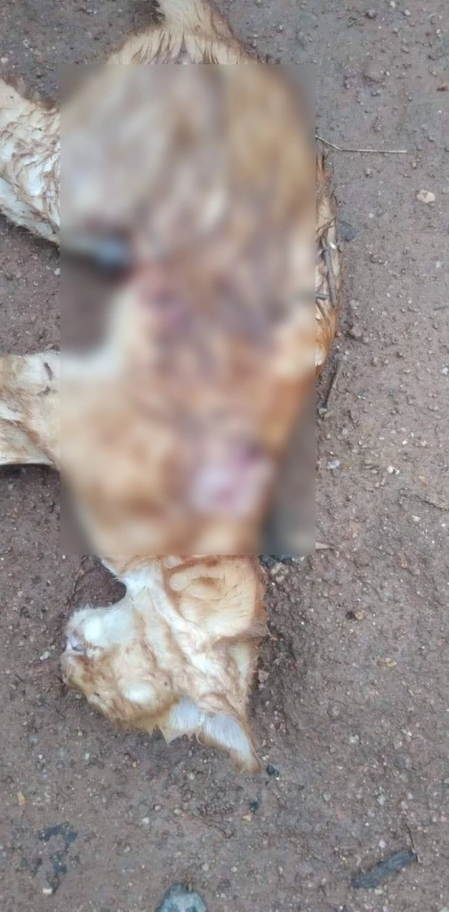 สลด! หนุ่มเชียงรายเมายาบ้าคลั่ง ใช้ปืนลูกซองกราดยิงคนในหมู่บ้านดับ 3 เจ็บ3