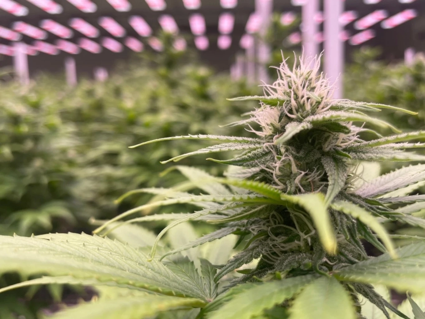 ยกระดับสมุนไพรไทย  กัญชา-กัญชง สู่เชิงเศรษฐกิจและอุตสาหกรรม