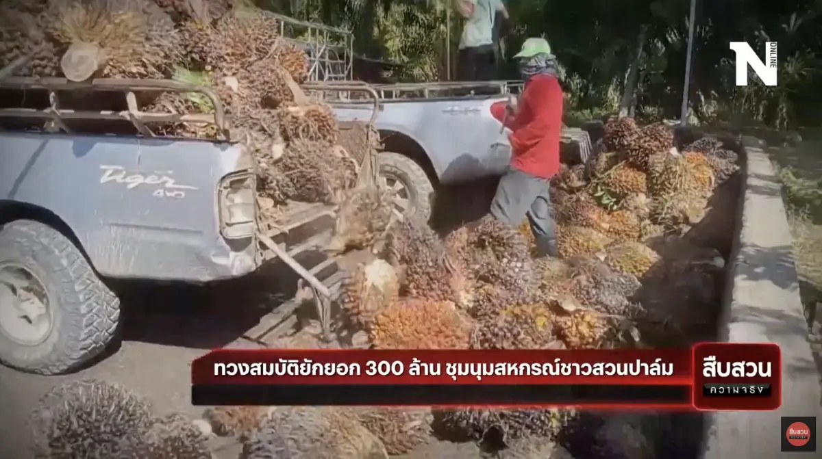 สืบสวนความจริง : ทวงสมบัติ ยักยอก 300 ล้าน ชุมนุมสหกรณ์ชาวสวนปาล์ม