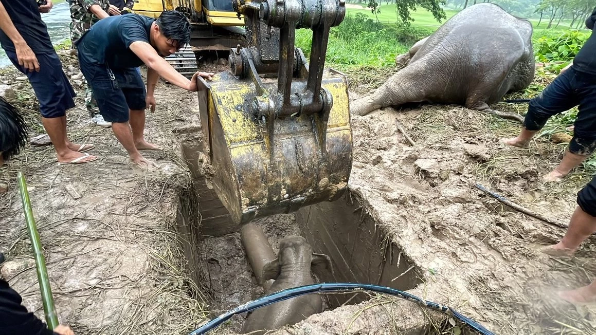 นาทีชีวิตช่วยแม่-ลูกช้างป่าตกท่อระบายน้ำรีสอร์ท นครนายก