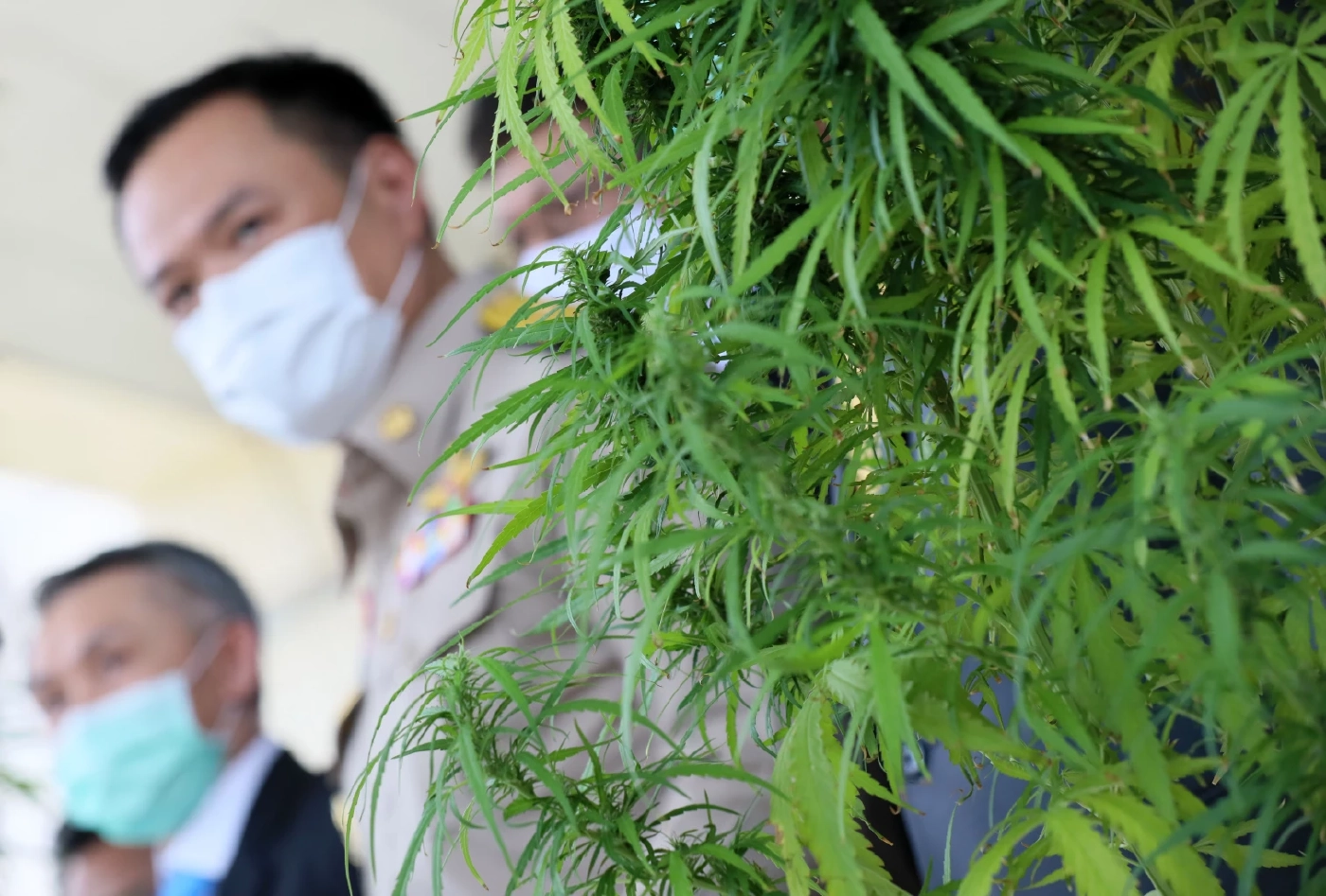 “อนุทิน” จี้ตร.-ฝ่ายปกครองใช้กฎหมายคุมเข้ม"กัญชา" ใครทำผิดดำเนินคดีทันที