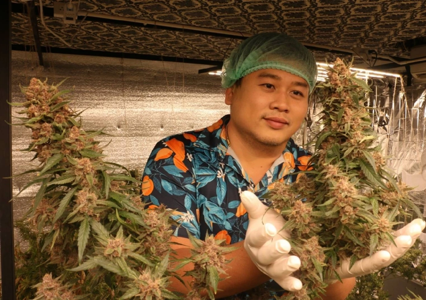 ส่องช่อดอกกัญชาฝีมือคนไทยกิโลกรัมละ1ล้านบาท