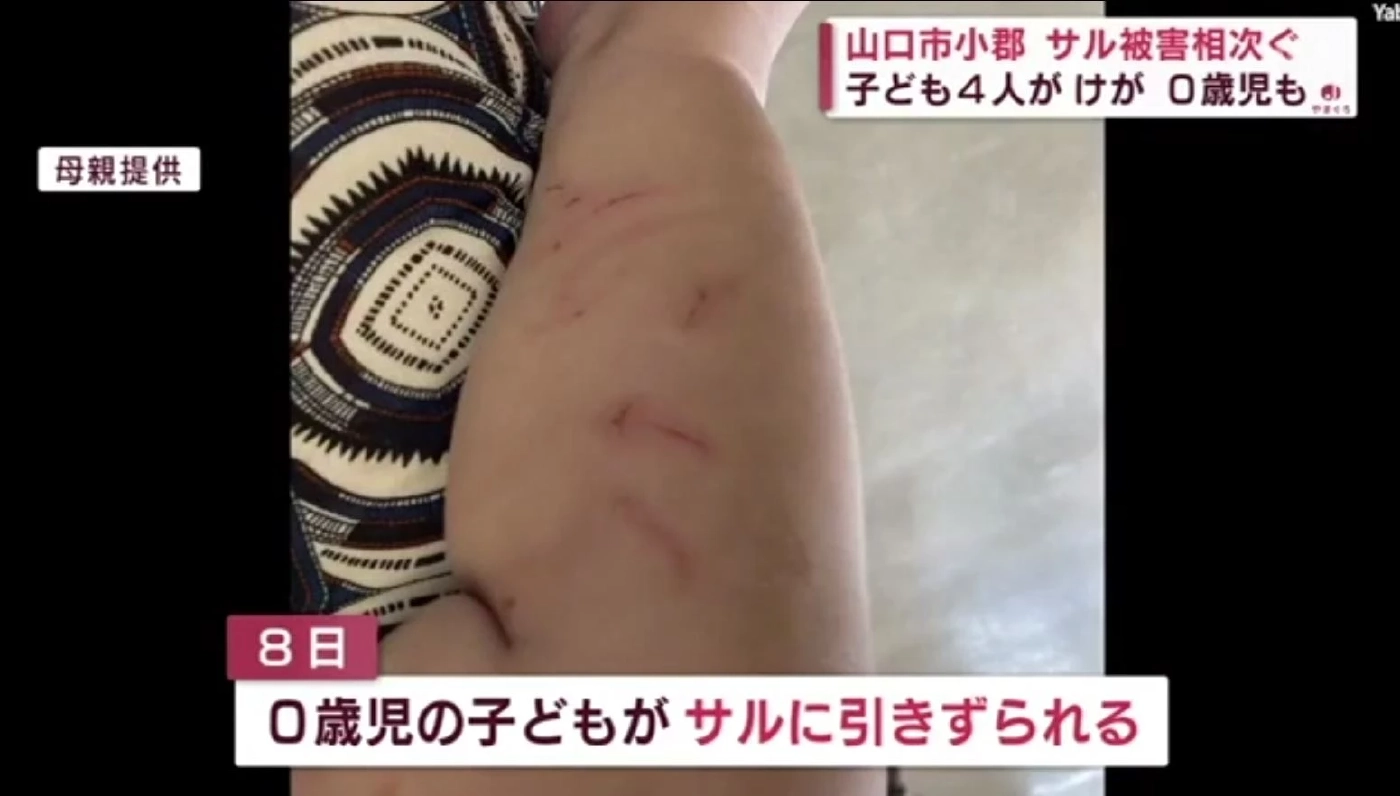 ลิง Chokbet - Bí ẩn huyền thoại và sức hút khôn lường