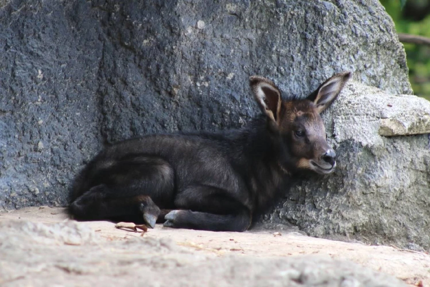 เชียงใหม่ไนท์ซาฟารี เปิดตัวสมาชิกใหม่ "ลูกเลียงผา" เพศเมีย