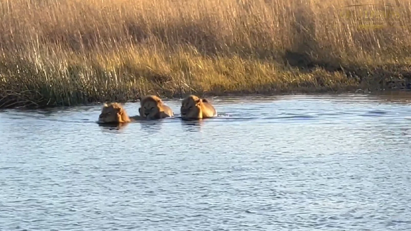 "ฮิปโปปรามสิงโต" ถิ่นใครให้มันรู้บ้าง!