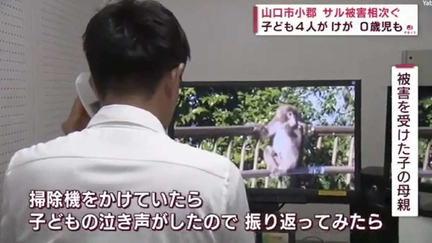 ลิง Chokbet - Bí ẩn huyền thoại và sức hút khôn lường