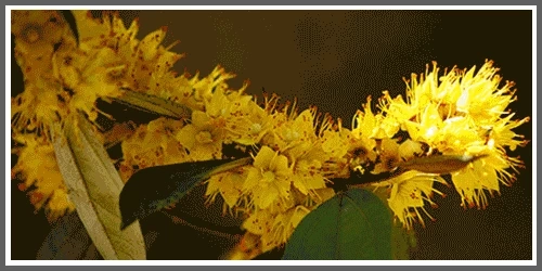 ทำความรู้จัก "ต้นรวงผึ้ง" ต้นไม้ประจำพระองค์ ในหลวงรัชกาลที่ 10