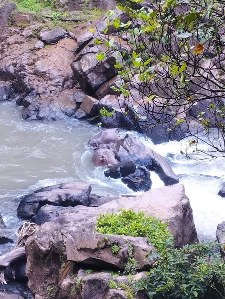 อุทยานแห่งชาติเขาใหญ่ ปิดน้ำตกเหวนรก 2 เดือน หลังมีช้างป่าตกลงไปตาย