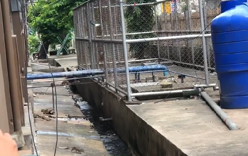 กองทัพหนูท่อบุกแฟลตดินแดงจากปัญหาความสกปรกและเสื่อมโทรม