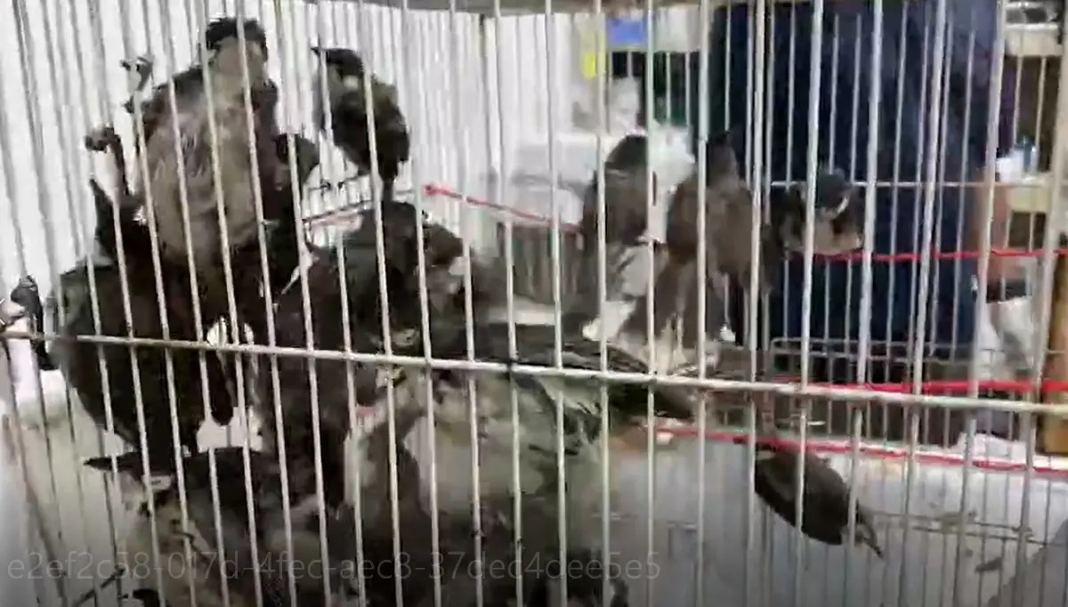 ผิดซ้ำซาก ! รวบคนขับรถบรรทุก รับจ๊อบส่ง “นกกรงหัวจุก” 600 ตัว จ่อลงใต้