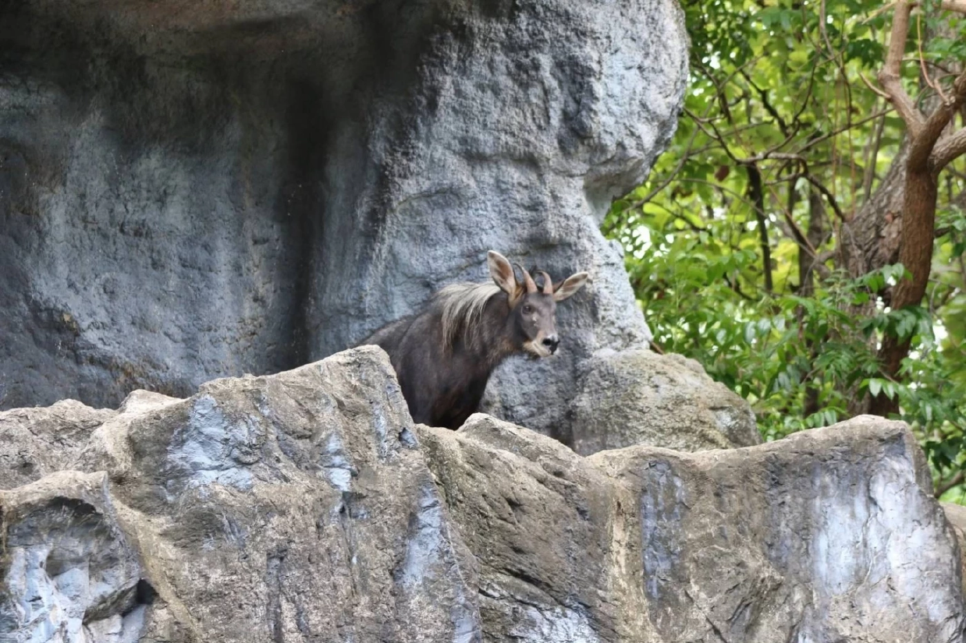 เชียงใหม่ไนท์ซาฟารี เปิดตัวสมาชิกใหม่ "ลูกเลียงผา" เพศเมีย