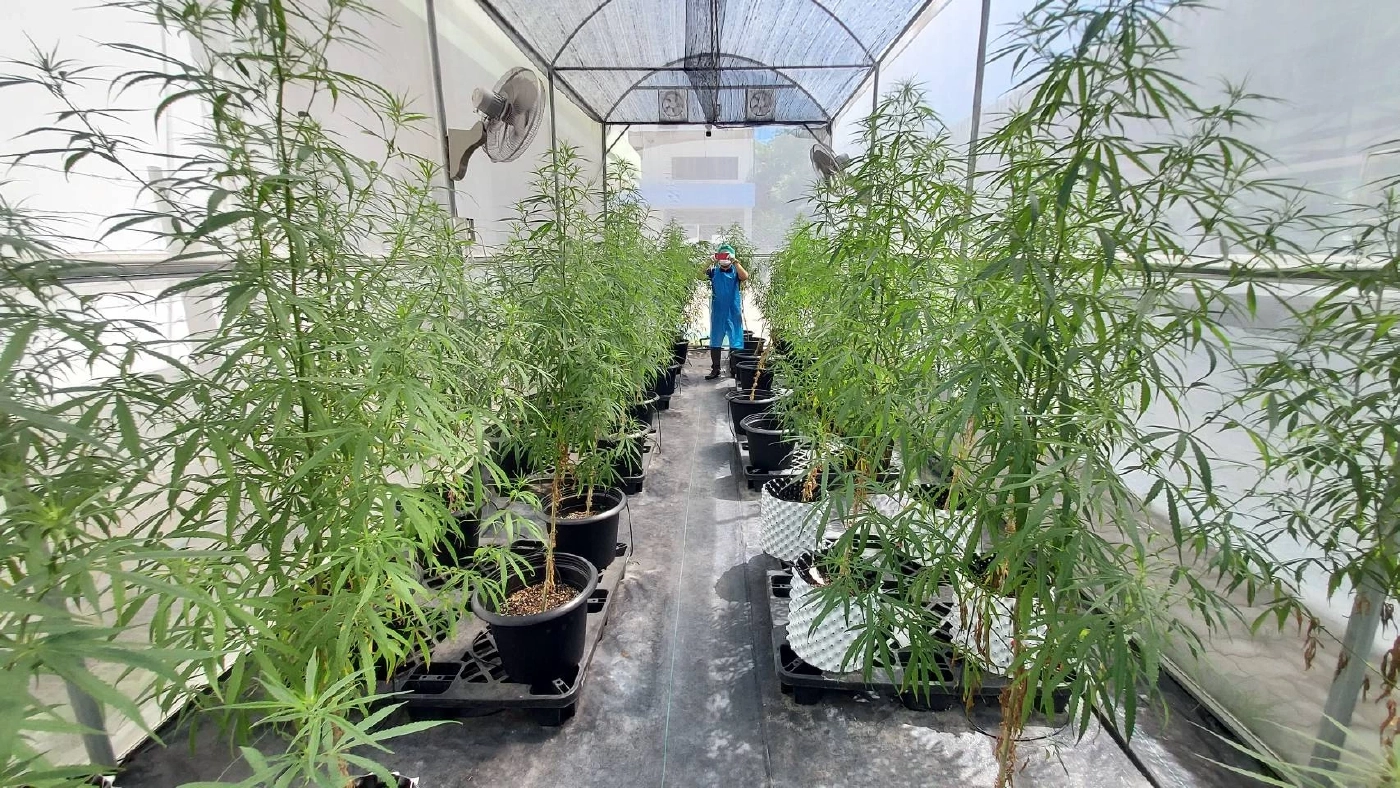 ผงะ! พ่อขาย "กัญชา" ส่วนลูกชายขนไปพี้กลางห้องเรียน แถมขู่ชกครู