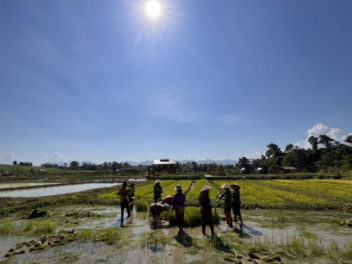 จ้างช้างไถนาค่าตัวเชือกละ1.5หมื่นบาท