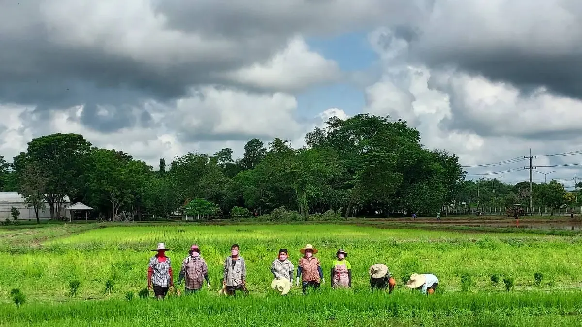 กรมข้าวฯแจงงบ 1.5 หมื่นล้านกระจายศูนย์ข้าว รับไฟเขียว จาก รมช.ประภัตร