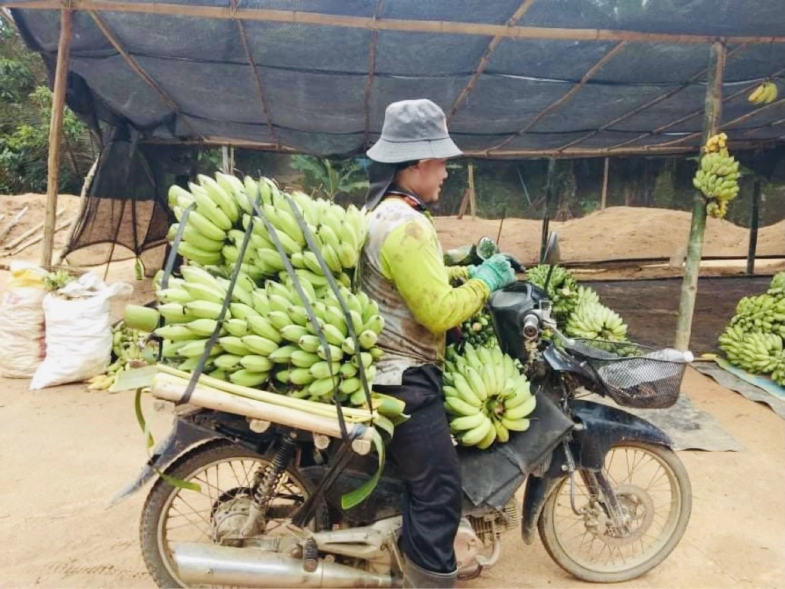 SUNจับมือวิสาหกิจชุมชนบ้านแควผลิต“กล้วยน้ำว้าหนึบ”