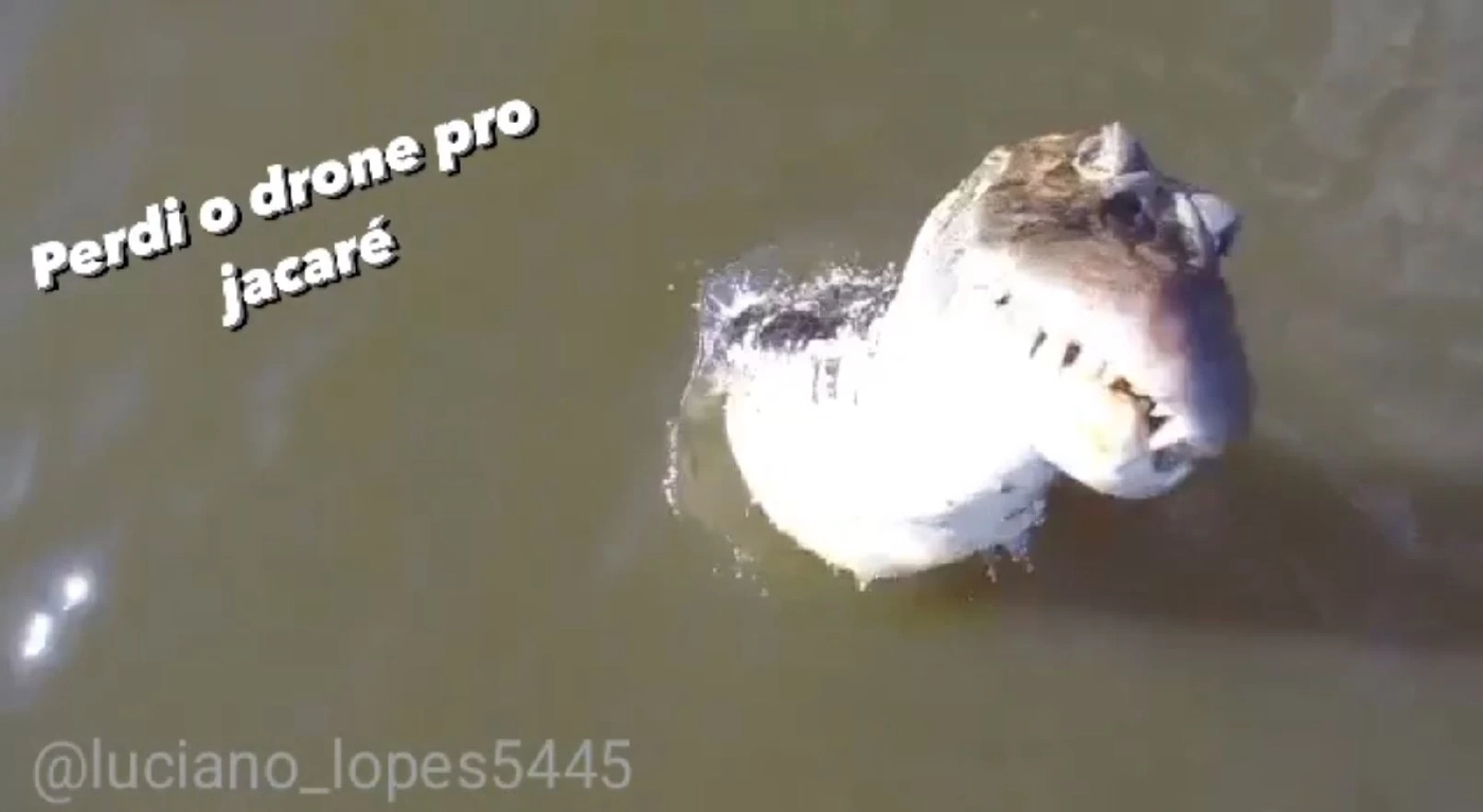 ระทึก! จระเข้พุ่งงาบโดรนนักตกปลาบราซิล